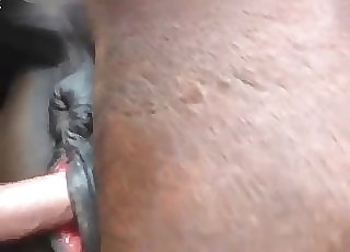 Pony gets penetrated from behind