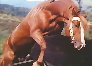 Muscled chocolate-colored stallion is screwing a horse
