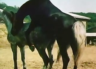 Sexy zoo flick with a hung horse