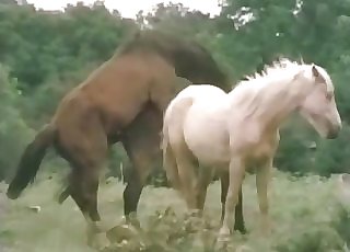 Hot stallions having super-cute outdoor sex