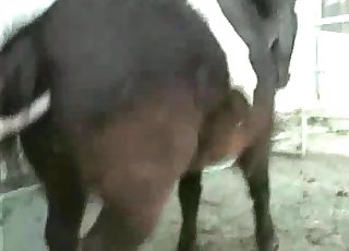 Sexy horses in passionate fledgling bestiality