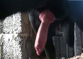 Awesome animal penis of a passionate black doggy