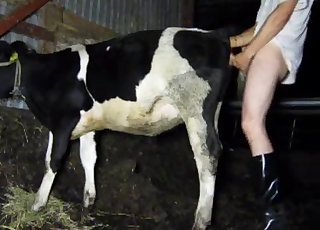 Cute young cow got nailed by farmer