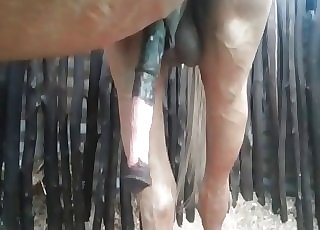 Amazing thick stallion cock