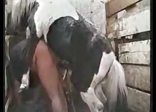 Amazing horse fucks the butt hole of a man from behind