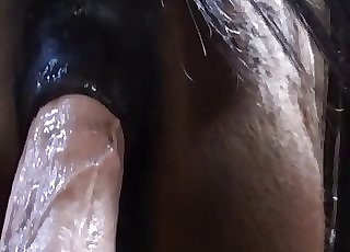 Hot sex plaything is used to stretch the asshole of a horse