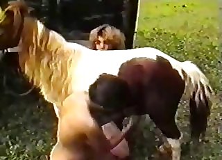 The big hard cock of this stallion is blown by a blonde
