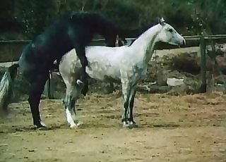 Pair of handsome horses are having a hot fuck-a-thon sesh