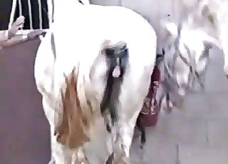 Two white horses have unbelievable lovemaking