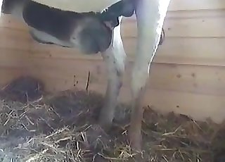 You're gonna see the hottest horse load