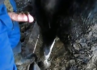 Dark-hued horse fucked by a farmer