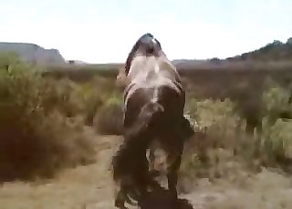 Two horses fucking outdoors, enjoy