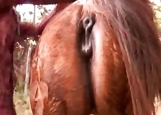 Supreme doggy style bestiality action with horse