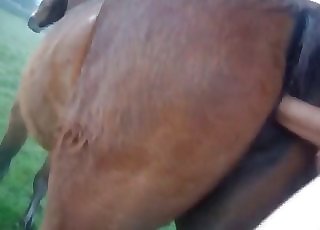 Close-up gape for a sexy brown horse