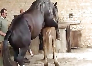 Two horses having nice sex in doggy posture