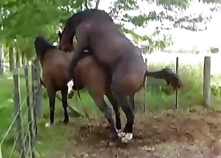 Two super-steamy dark-skinned horses have awesome sex