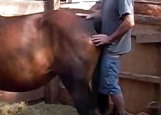 Brown horse nicely punctured by farmer