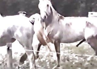 ﻿2 white horses fucking each other