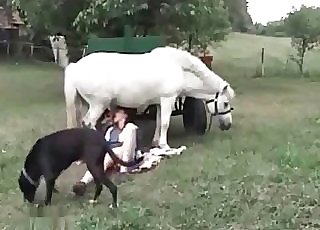 Good suck off for a milky stallion