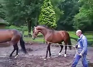 Stunning chocolate-colored stallions having bestiality sex