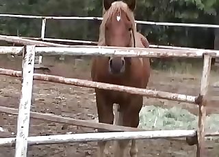 Thick horse boner to get you off