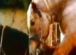 Girl got her hole pulverized by a huge stallion