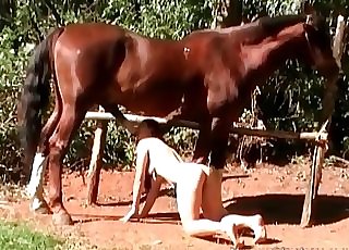 Zoophile sucking mare’s brown wood