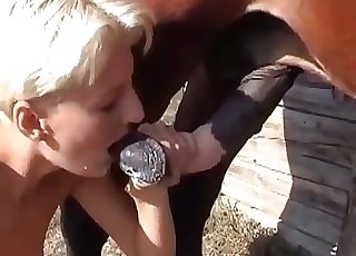 Horse adores oral sex