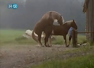 Hidden camera filming some intense horse fucking act