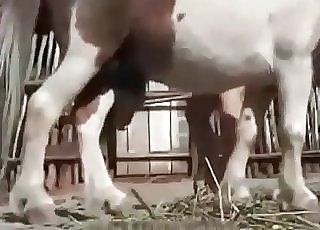 Videos pferde sex 