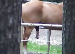 Pony showcasing off its thick lollipop