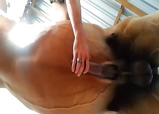 Staring at pony cock from below