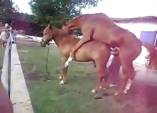 Two super-sexy horses have amazing sex