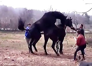 People watching horses fuck hard