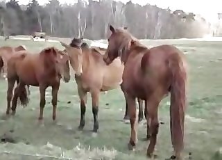 Porno video konj