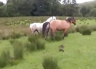 Two horses getting it on in individual
