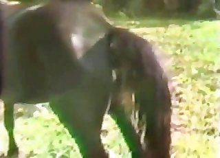 Amazing stallion is having an strong bestiality screwing