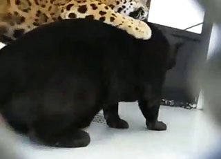 Sexy tiger torn up his crazy gf from behind
