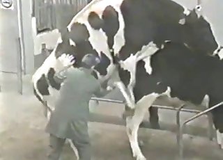 Dude watches cows fuck on camera