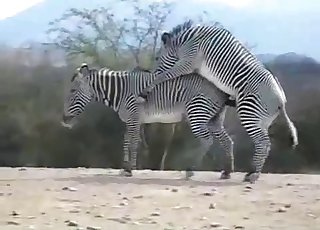 Two wild zebras are fucking in the doggy fashion pose