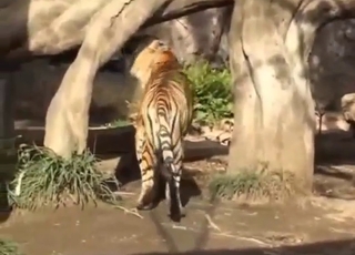 Zoophile porn focusing on cats added to pussies