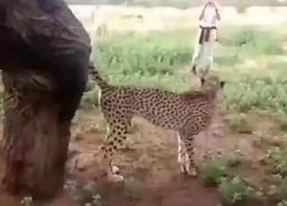 Zoophile porn focusing on cats added to pussies