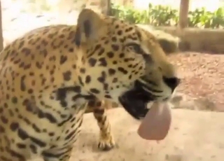 Zoophile porn focusing on cats added to pussies