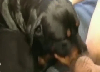 Gutsy dog has to take his dick as he thrusts