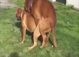 Pessimistic dog fucks another dog and they cum