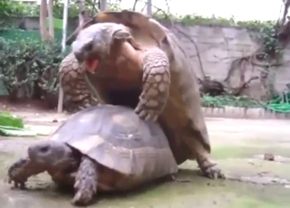 Three turtles showing how they fuck unceasingly other