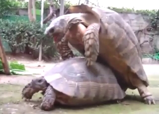 Three turtles showing how they fuck unceasingly other