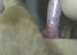 Teen pussy of a zoophile gets fucked silly