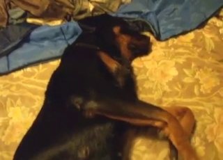 Sexy dog opens its legs for a savage fuck