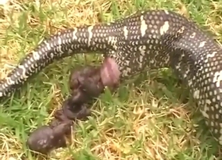 Python shows off its shitting skills for you